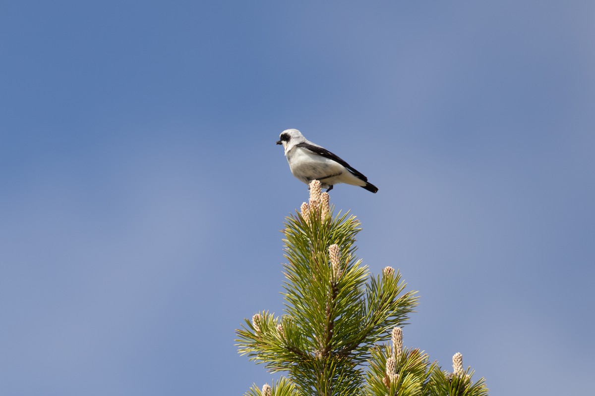Northern Wheatear - ML642809476