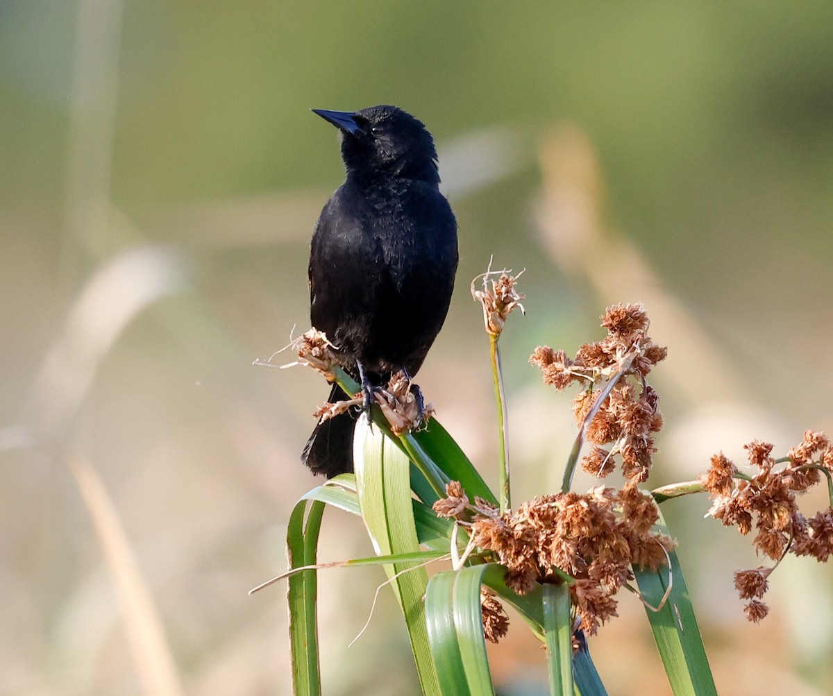 Yellow-winged Blackbird - ML642809480