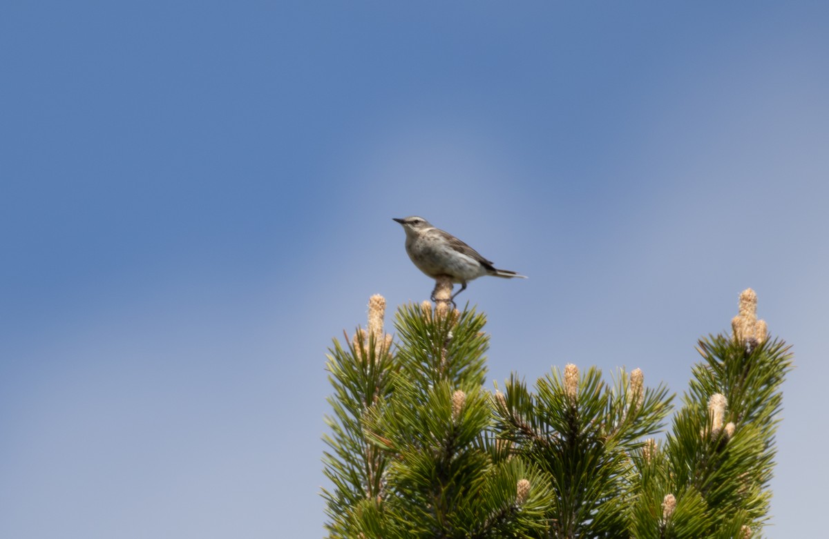 Water Pipit - ML642809487