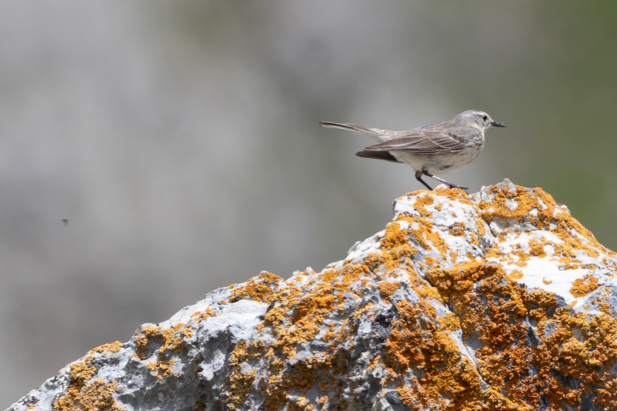 Water Pipit - ML642809488