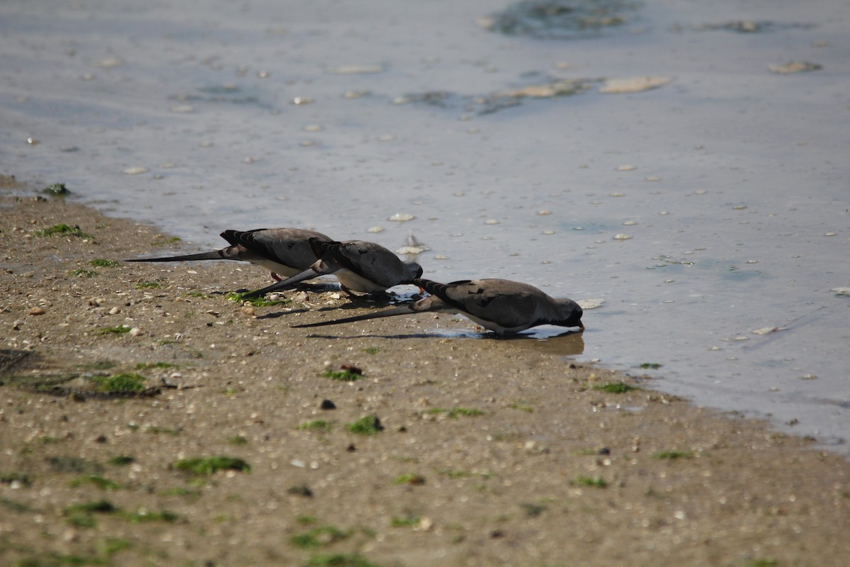 Namaqua Dove - ML642809491