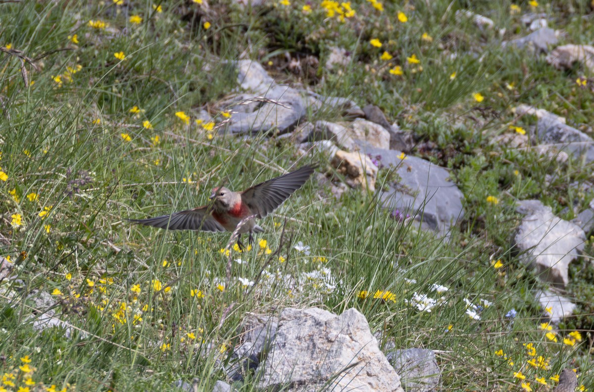 Eurasian Linnet - ML642809496