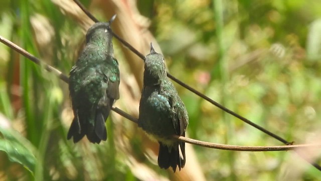Purple-throated Sunangel - ML642809518