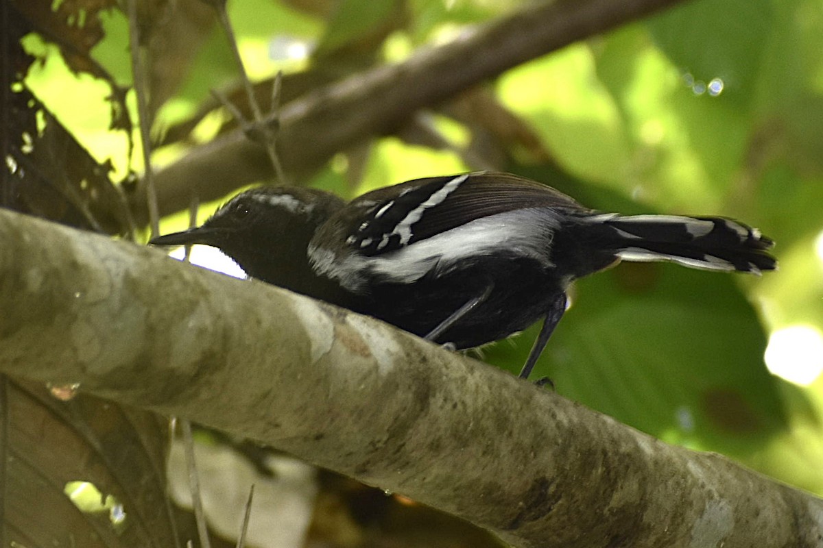 Northern White-fringed Antwren - ML642809531