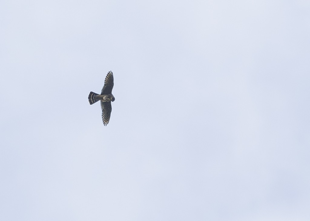 灰背隼 - ML642809544