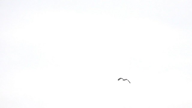 Osprey - ML642809563