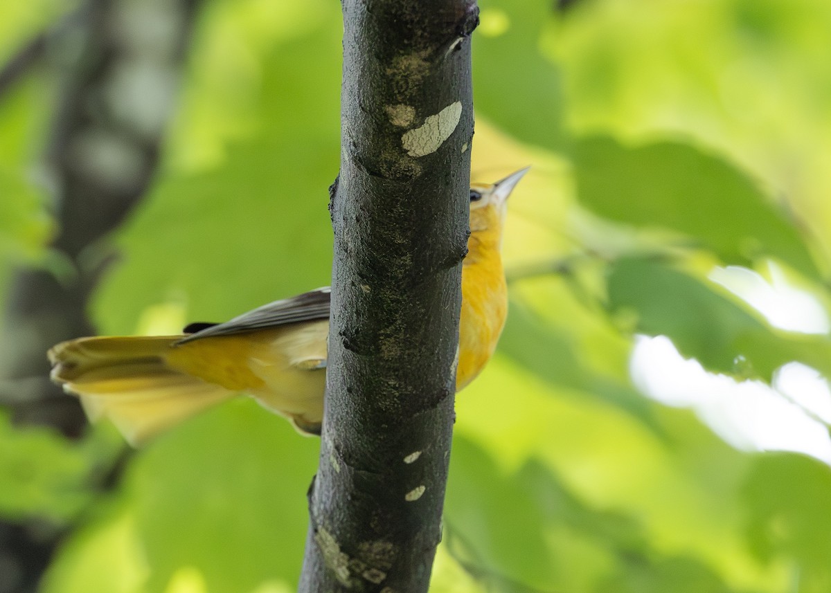 Baltimore Oriole - ML642809565