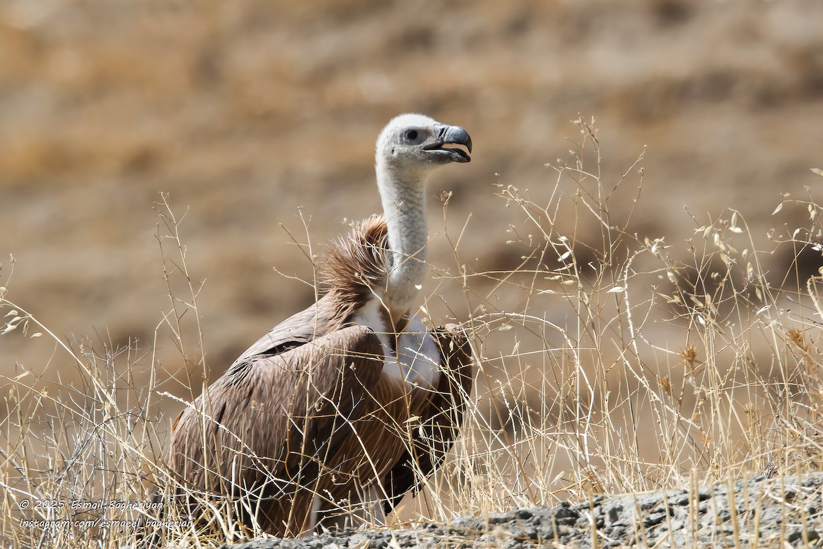 Eurasian Griffon - ML642809567