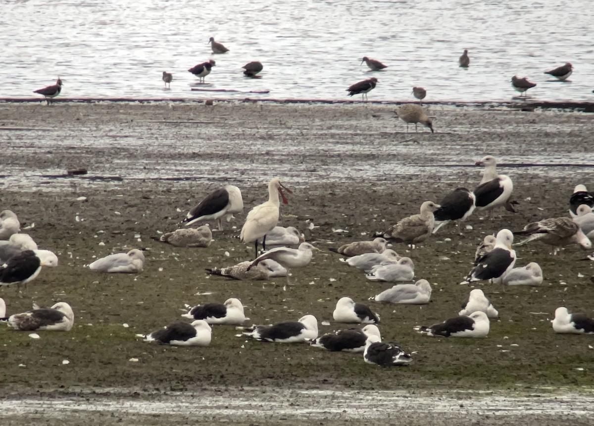 Eurasian Spoonbill - ML642809588