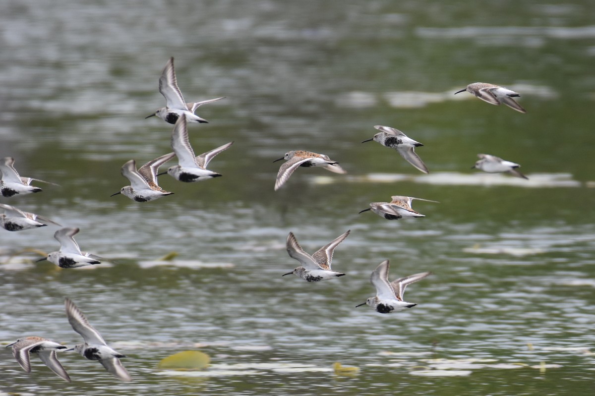 Dunlin - ML642809590