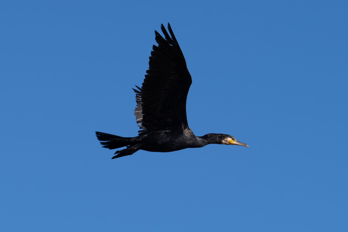 Great Cormorant - ML642809592