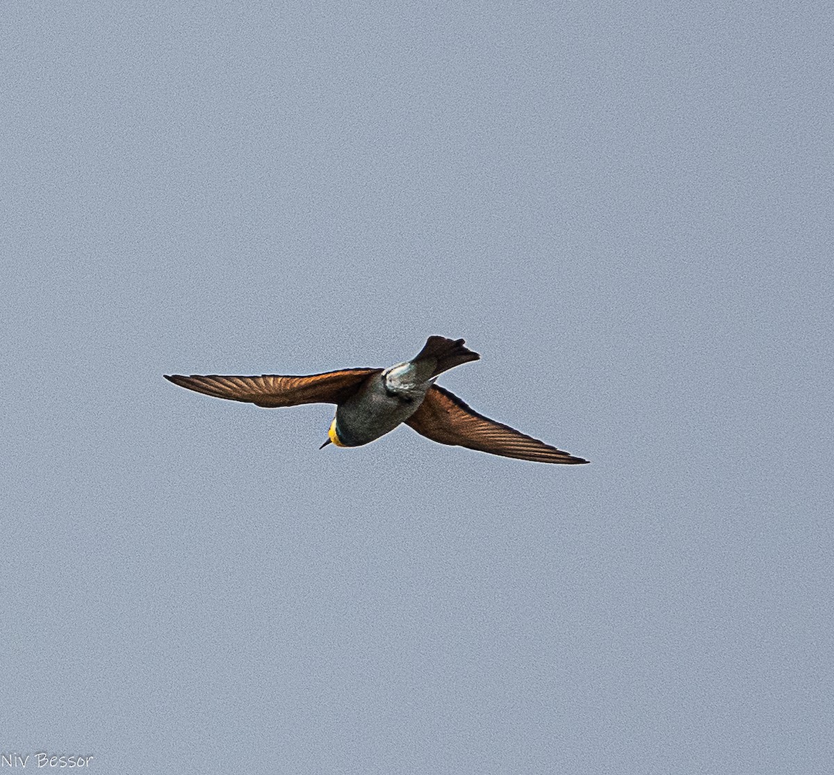 Шарга зөгийч - ML642809603