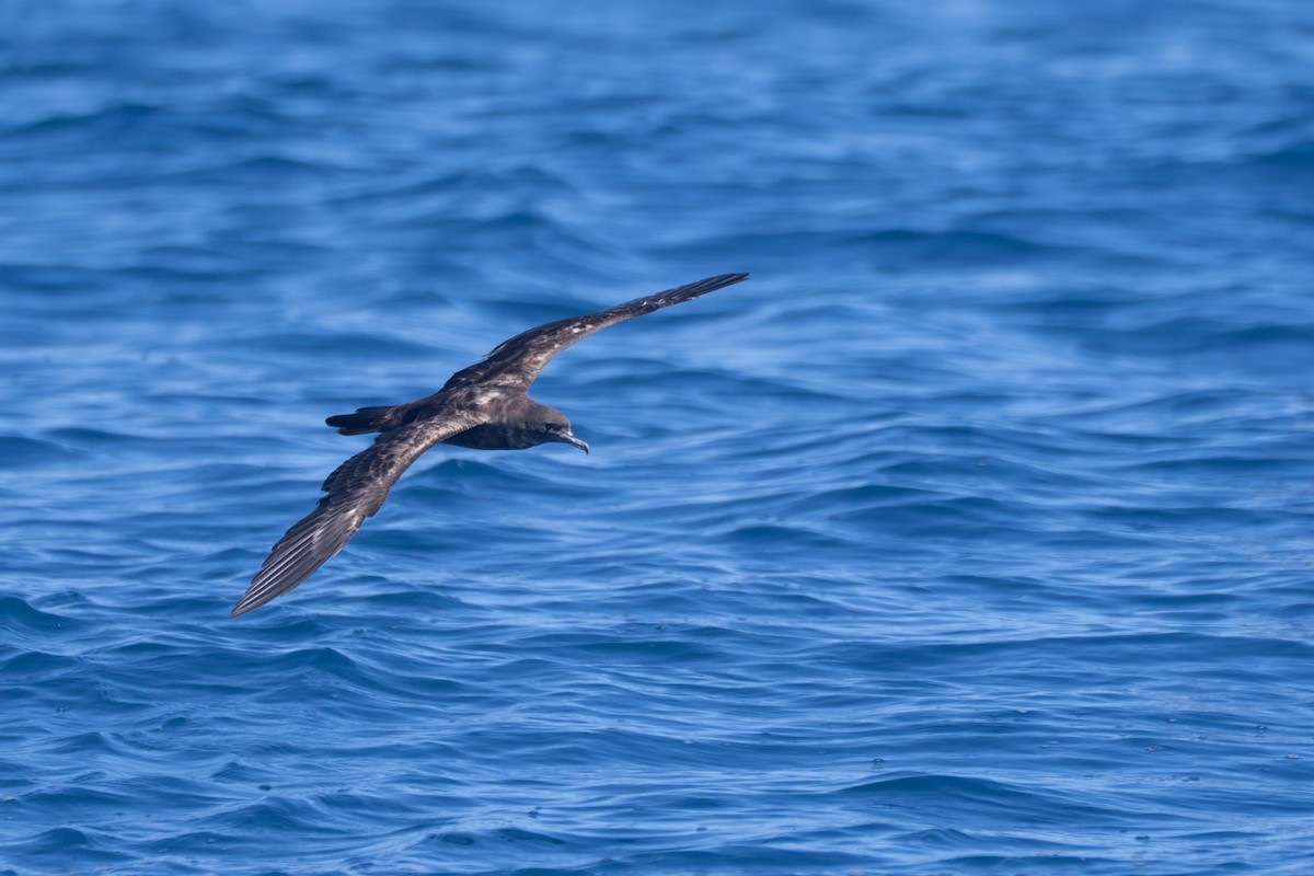 Wedge-tailed Shearwater - ML642809608