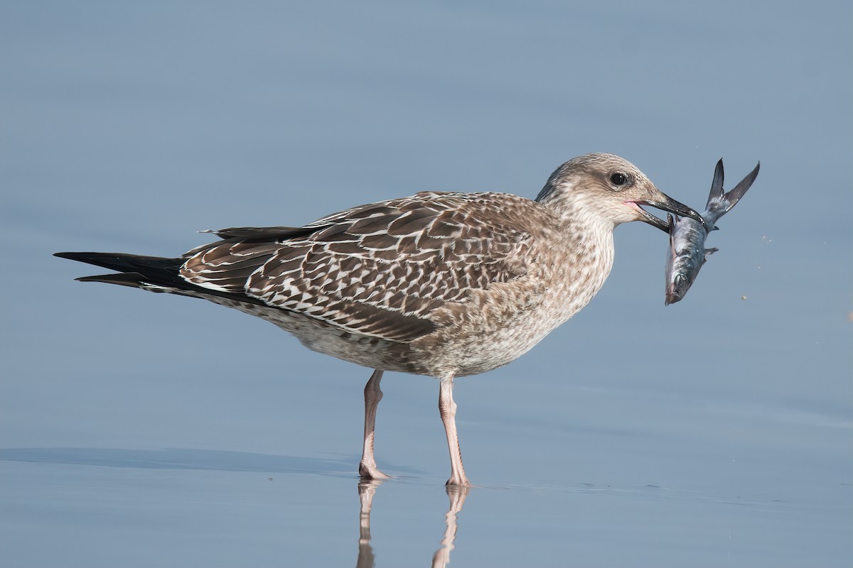 Lesser Black-backed Gull - ML642809615