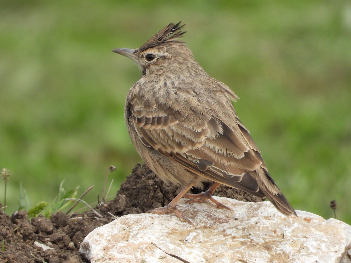 Crested Lark - ML642809618