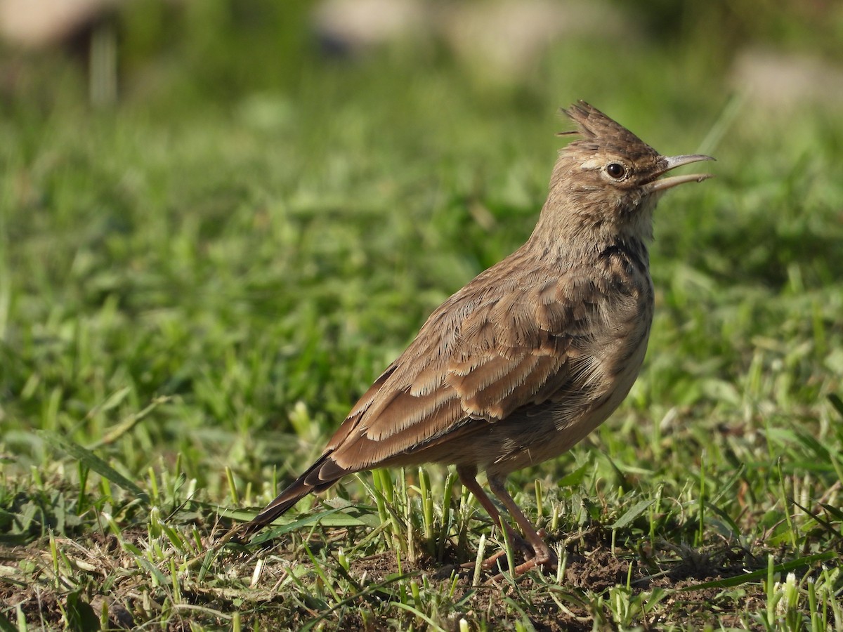 Crested Lark - ML642809619
