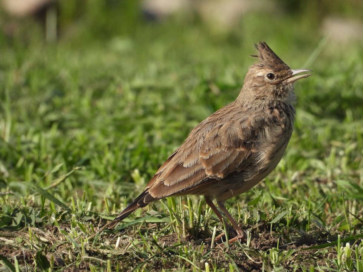 Crested Lark - ML642809620