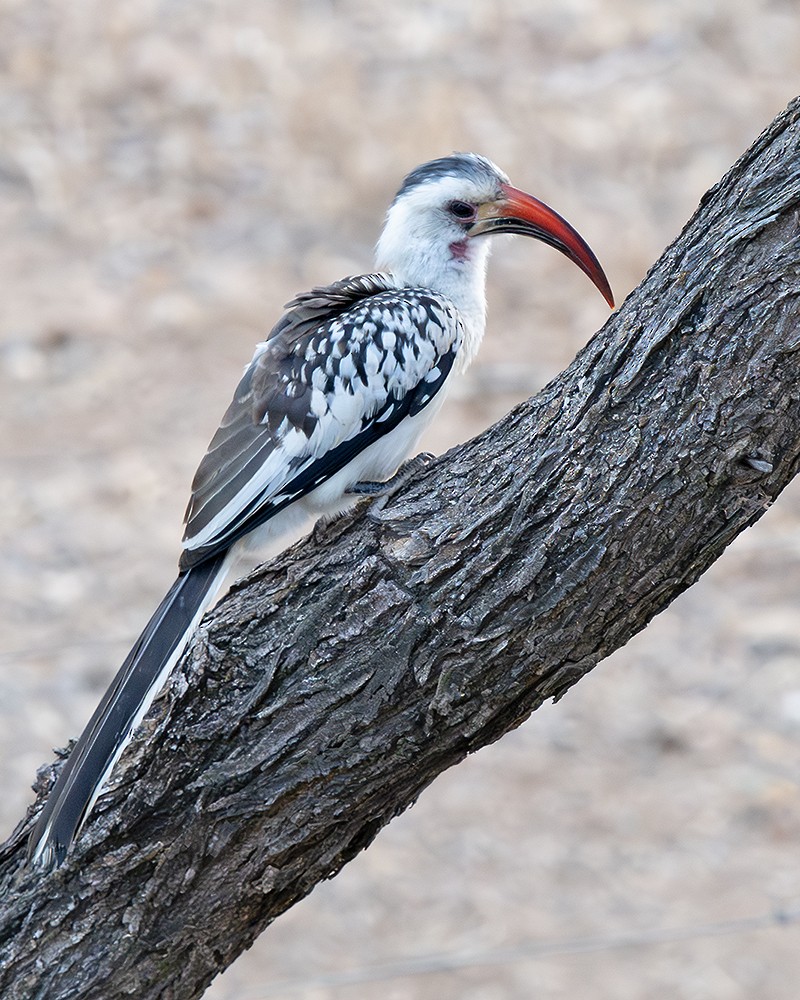 Northern Red-billed Hornbill - ML642809638