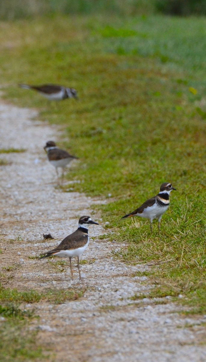 Killdeer - ML642809648