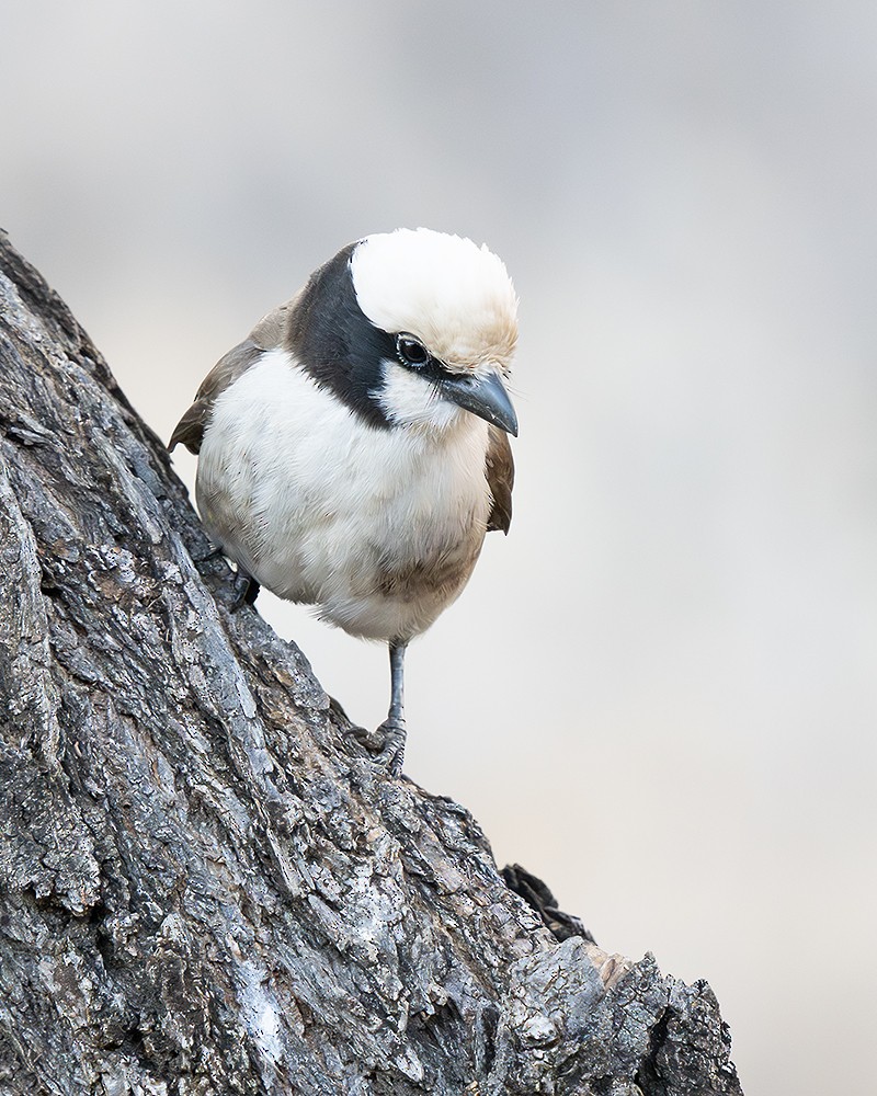 White-rumped Shrike - ML642809651