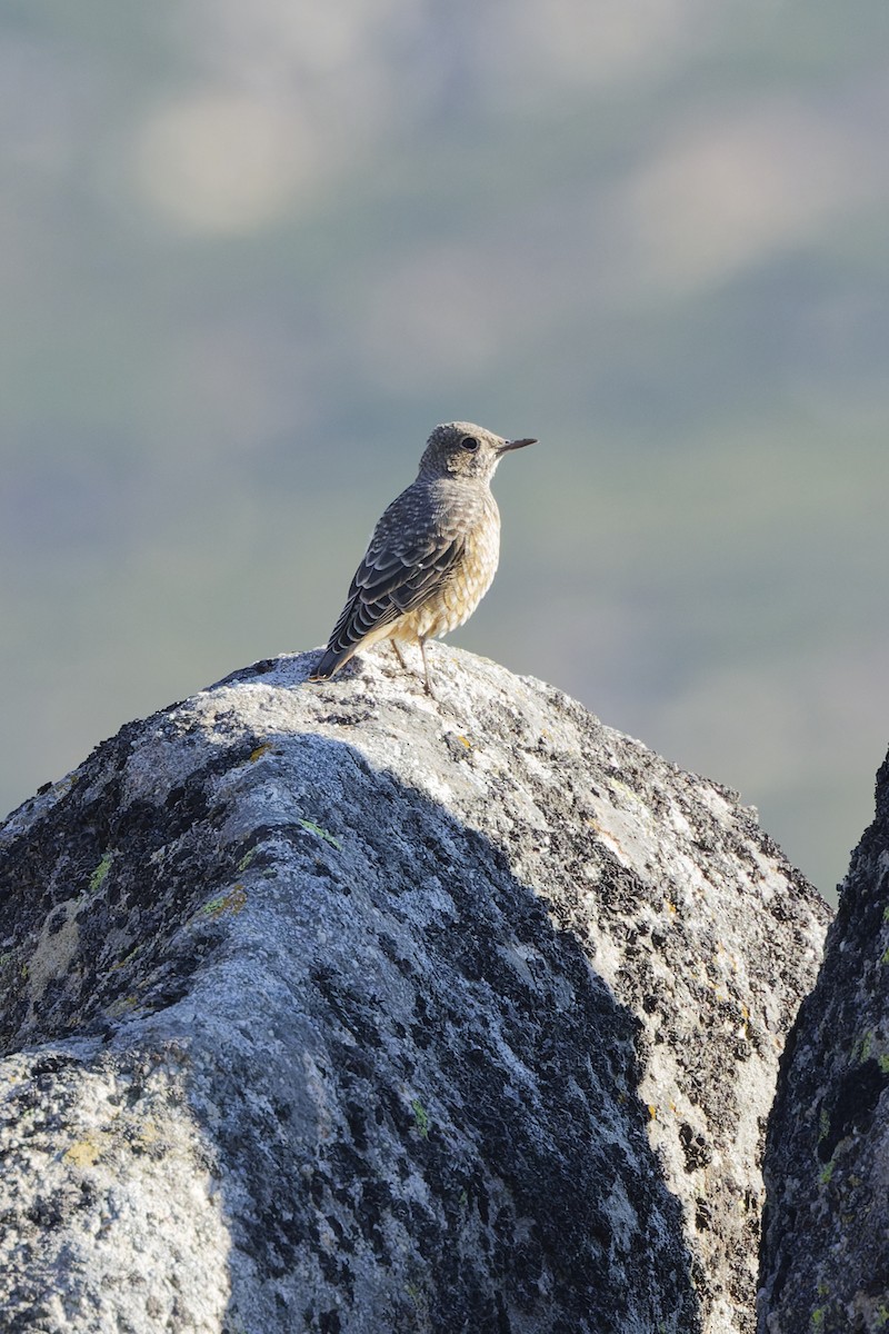 Rufous-tailed Rock-Thrush - ML642809686