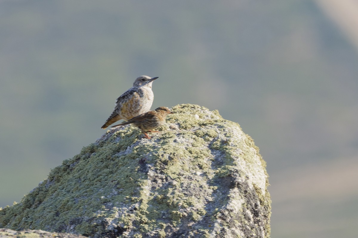 Rufous-tailed Rock-Thrush - ML642809687