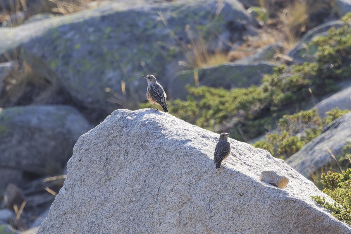 Rufous-tailed Rock-Thrush - ML642809688