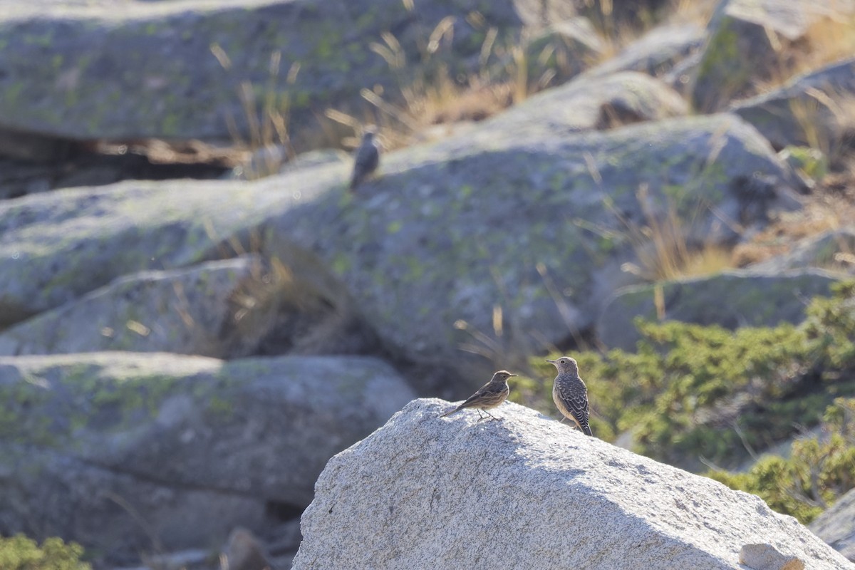Rufous-tailed Rock-Thrush - ML642809690