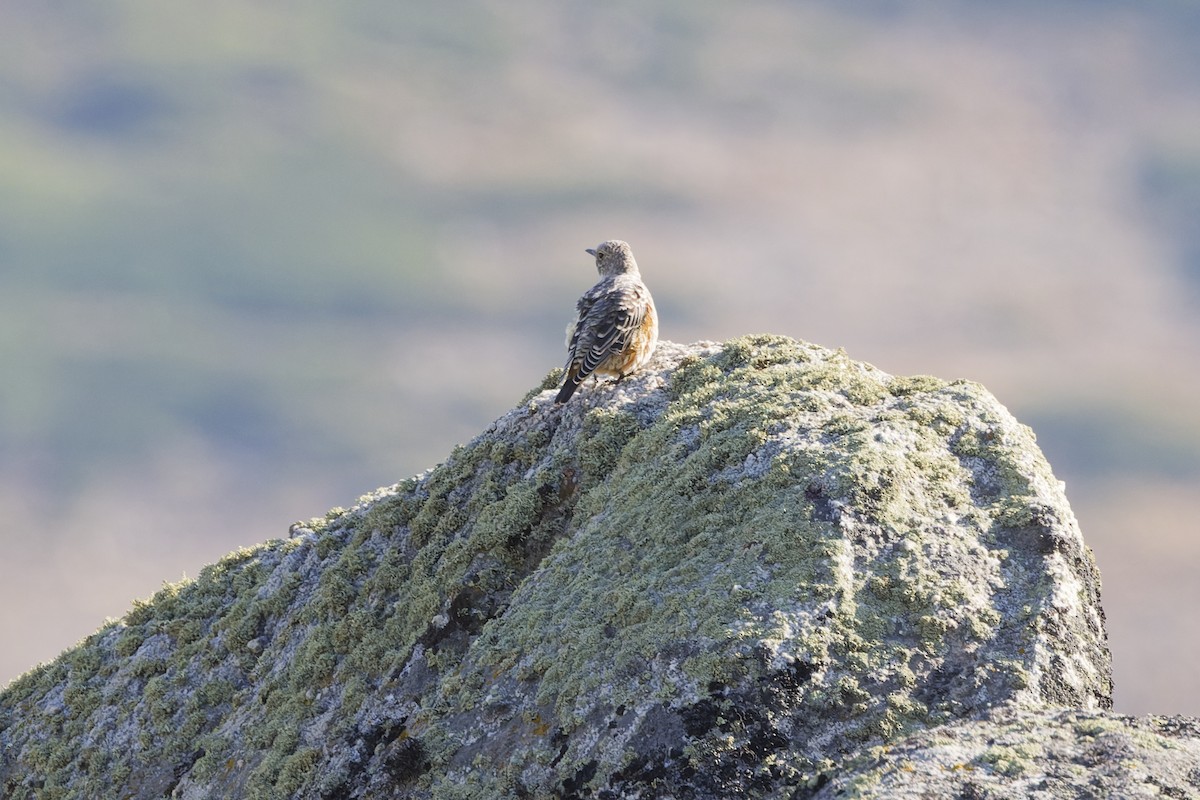 Rufous-tailed Rock-Thrush - ML642809691