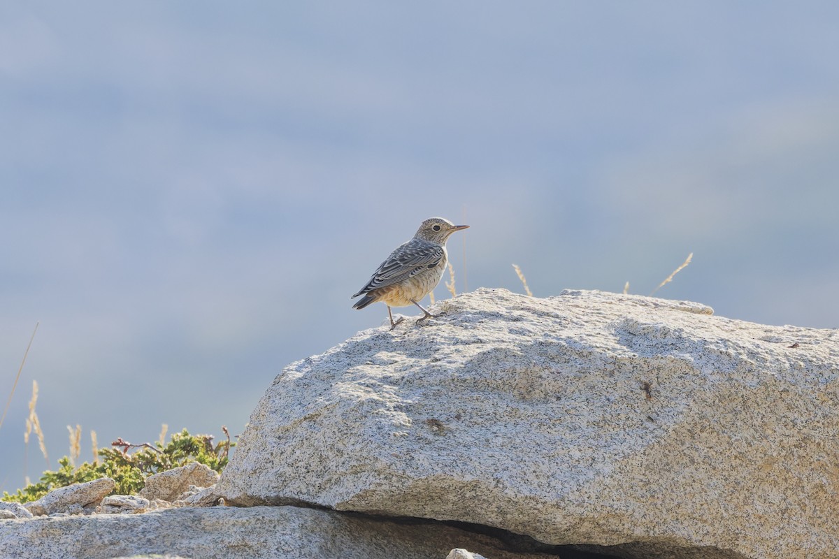 Rufous-tailed Rock-Thrush - ML642809692