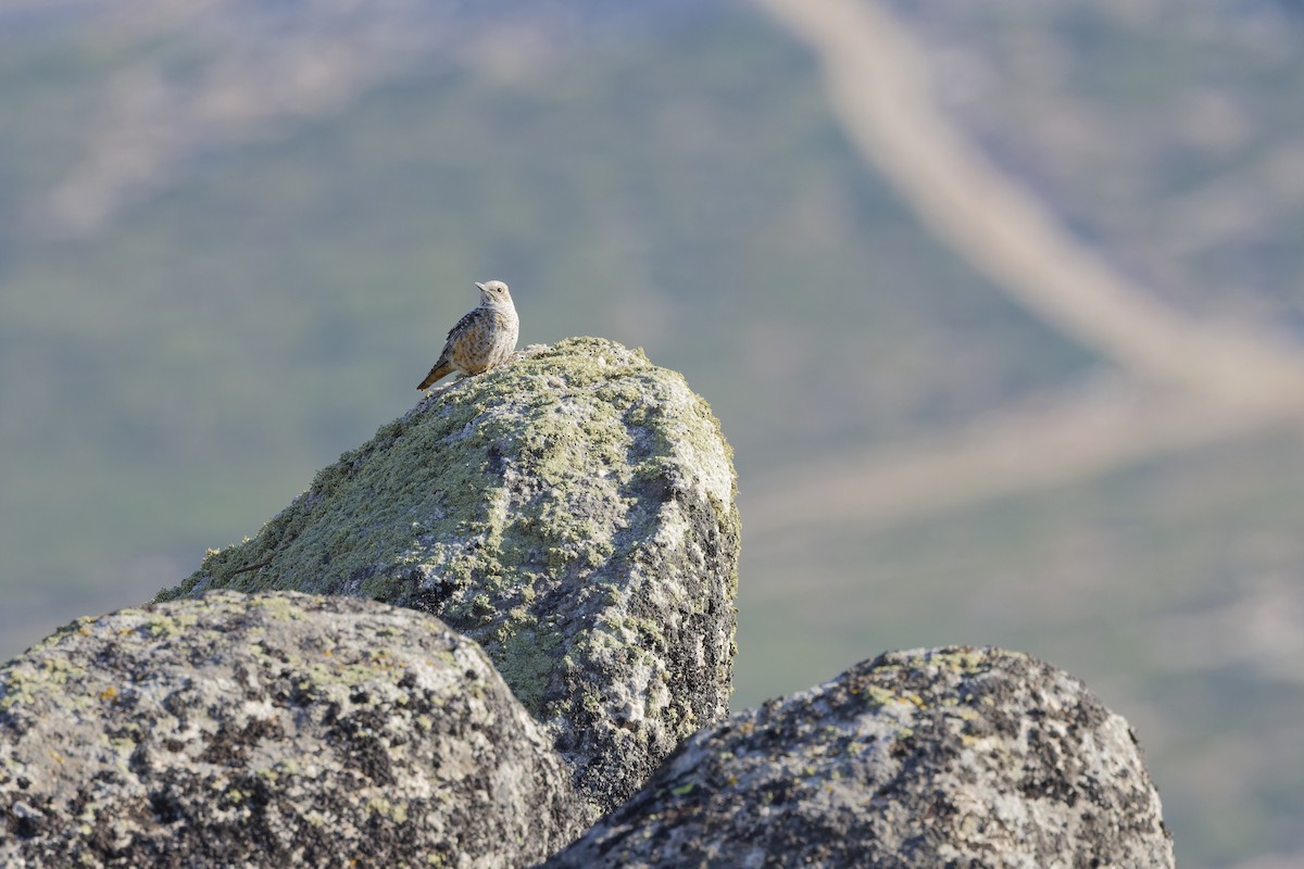 Rufous-tailed Rock-Thrush - ML642809693