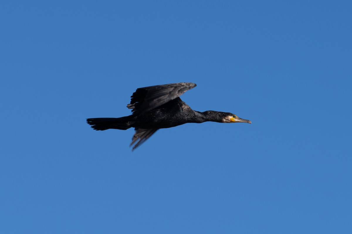 Great Cormorant - ML642809710