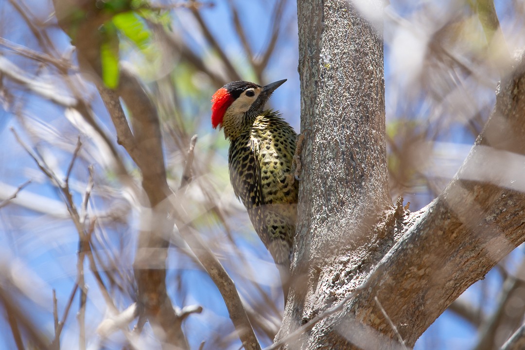 Green-barred Woodpecker - ML642809719