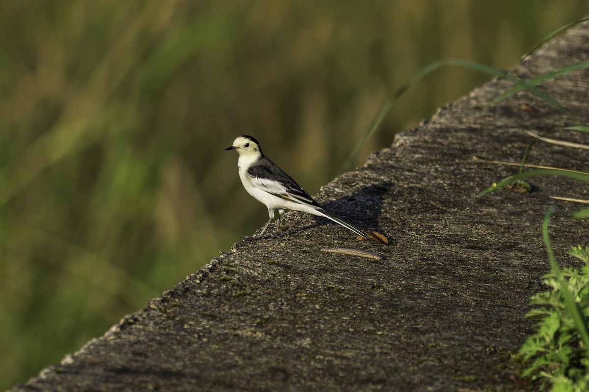 White Wagtail - ML642809732