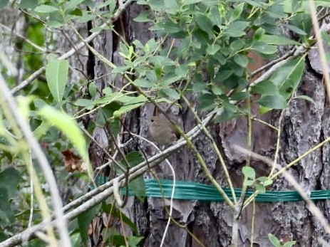 Northern House Wren - ML642809741
