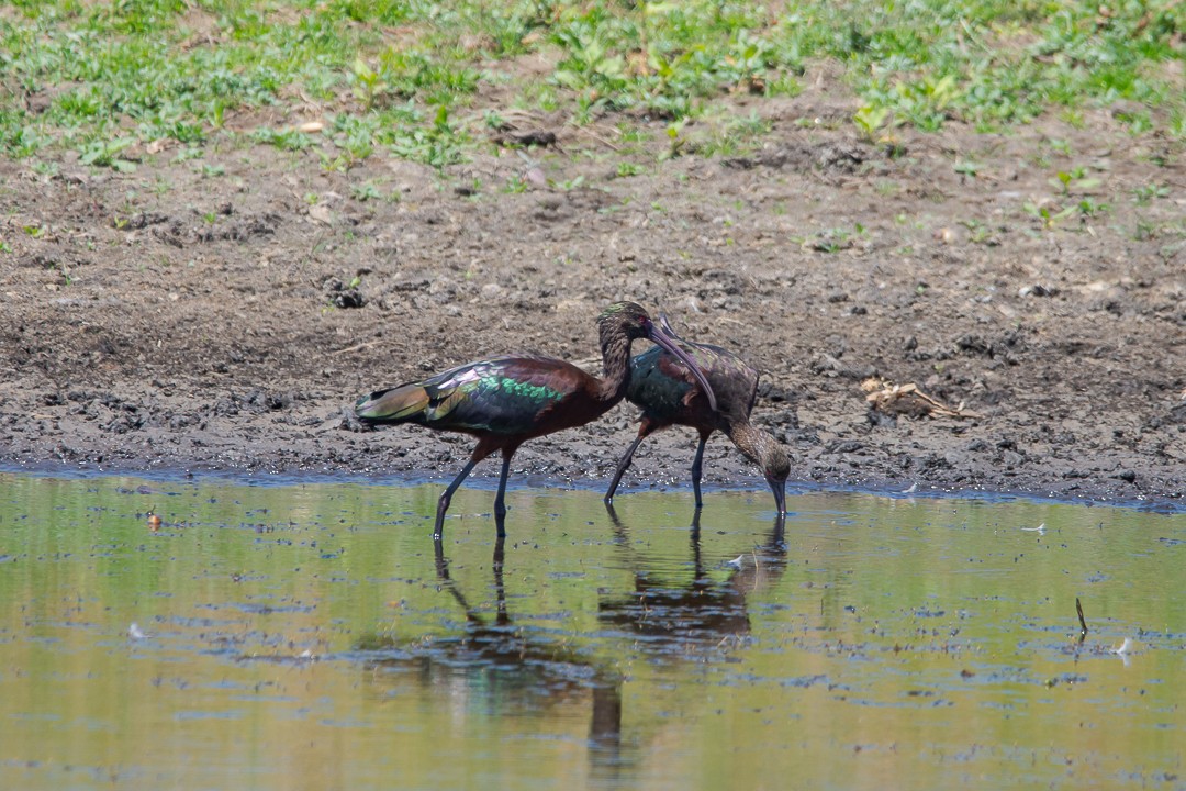 ibis americký - ML642809753