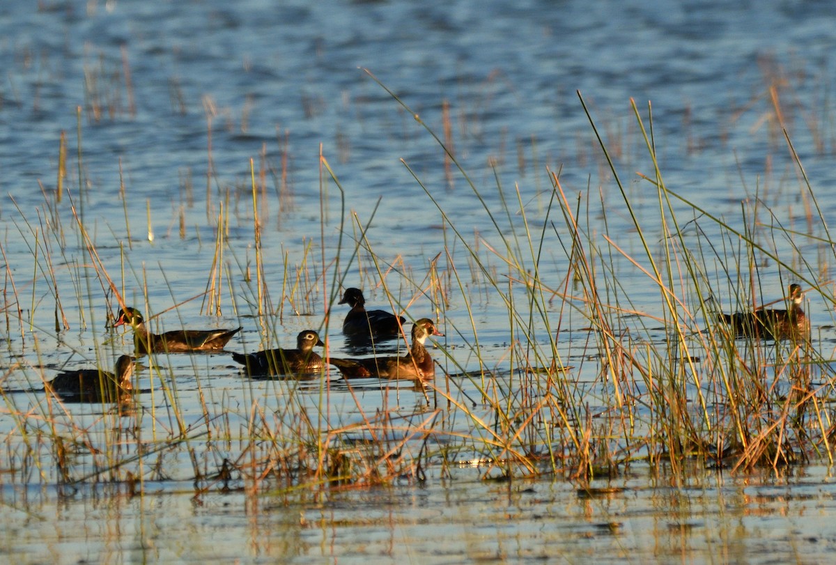 Wood Duck - ML642809770