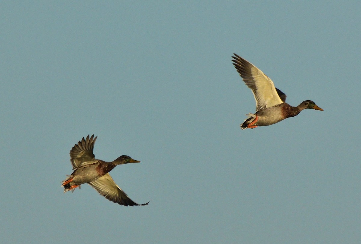 Mallard - ML642809787