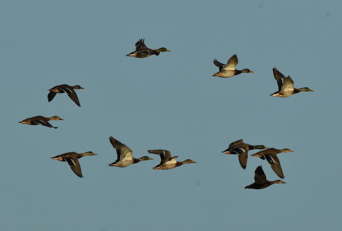 Mallard - ML642809788