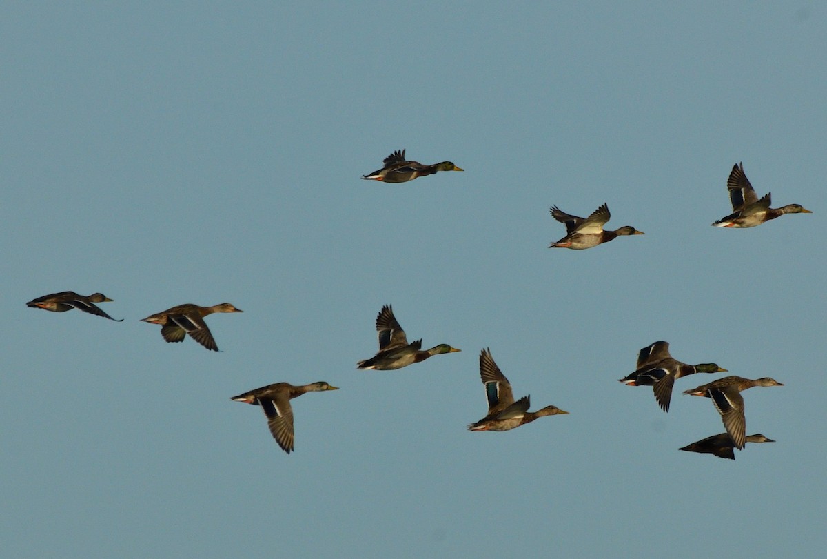 Mallard - ML642809789