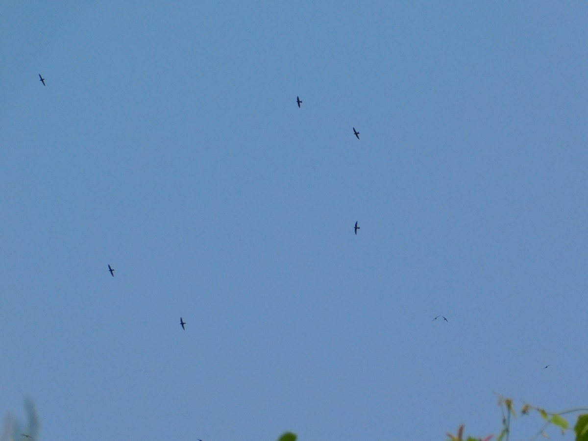 Great Dusky Swift - ML642809799