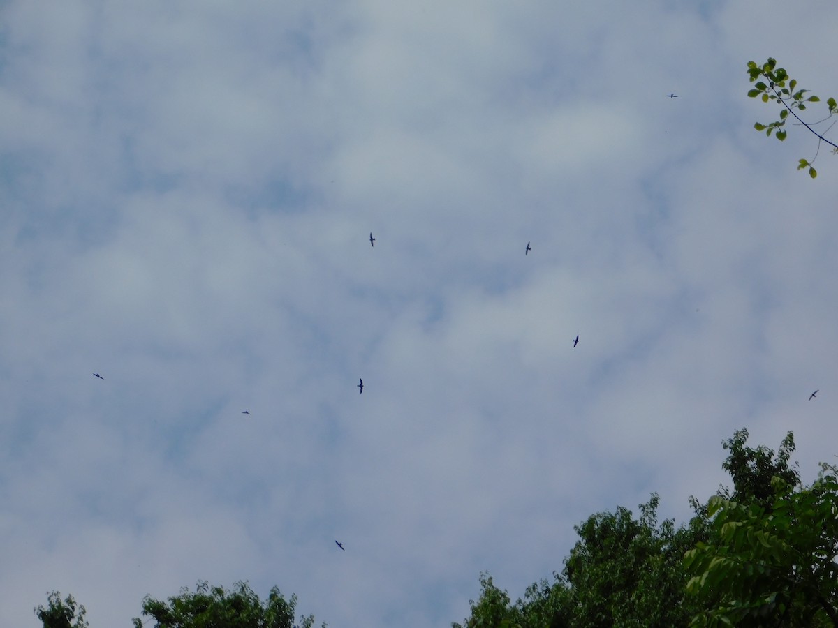 Great Dusky Swift - ML642809800