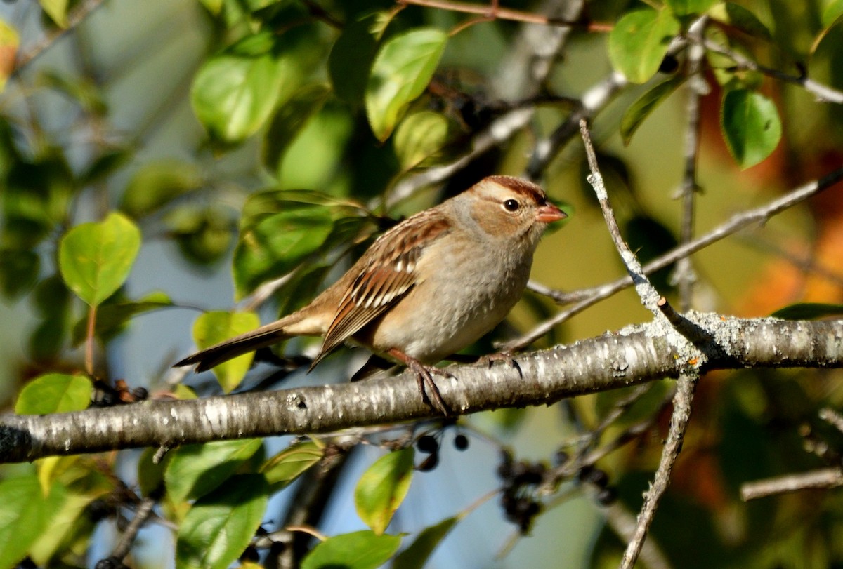 White-crowned Sparrow - ML642809803