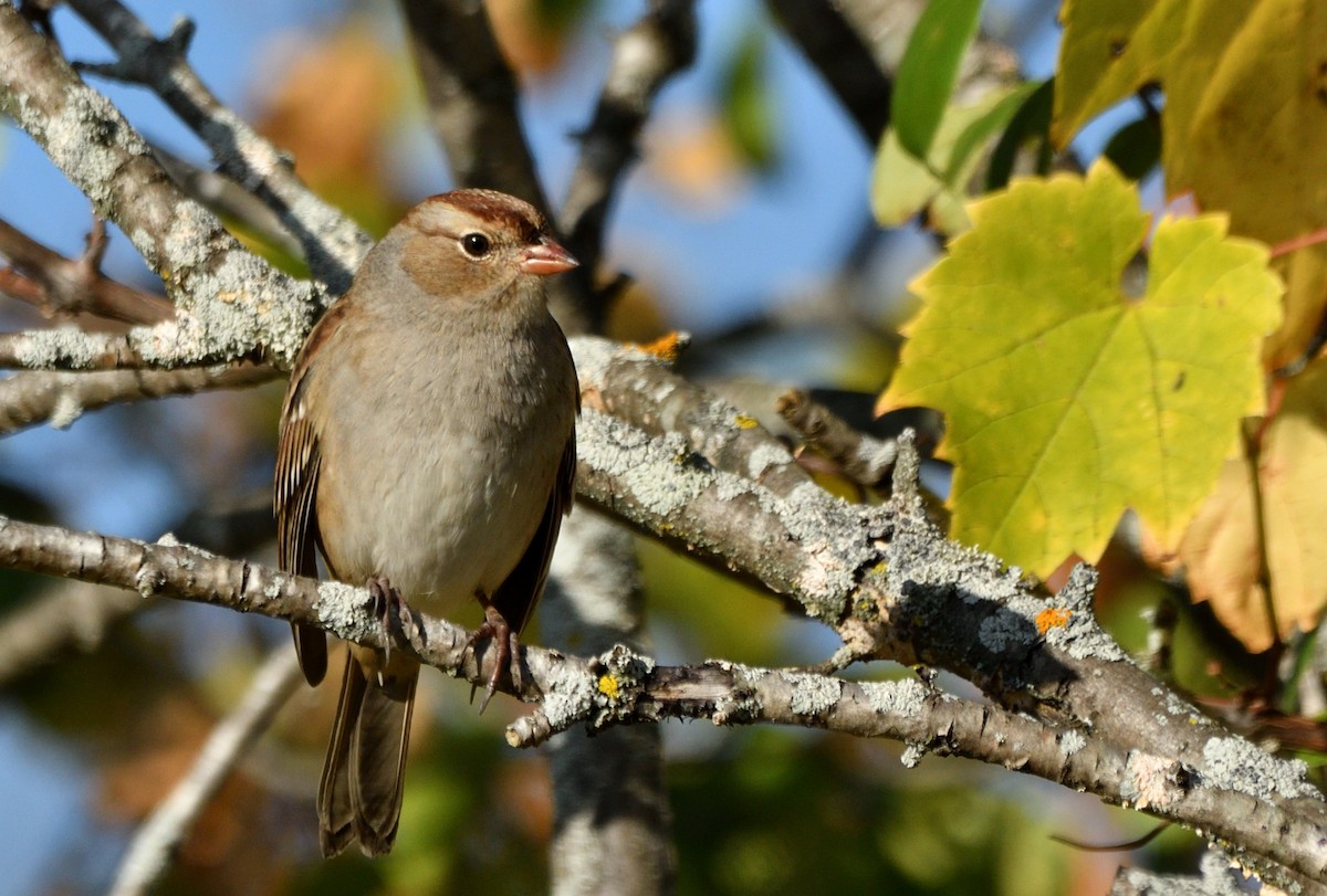 White-crowned Sparrow - ML642809804