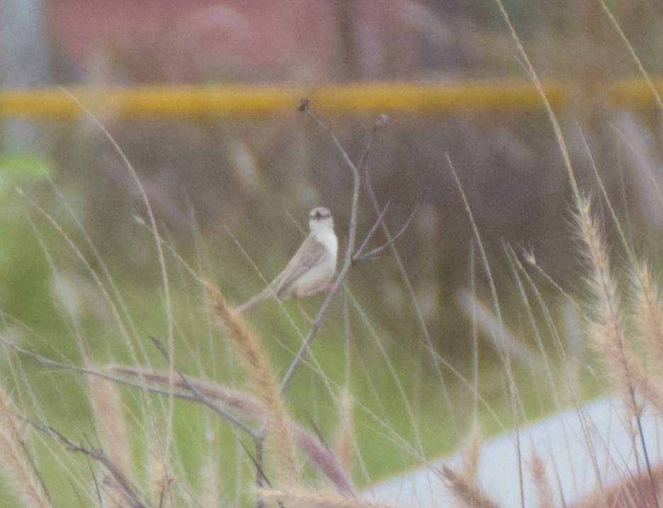 Jungle Prinia - ML642809807