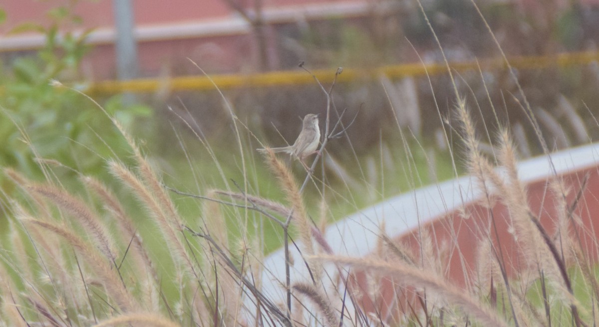 Jungle Prinia - ML642809808
