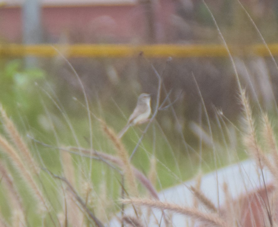 Jungle Prinia - ML642809810