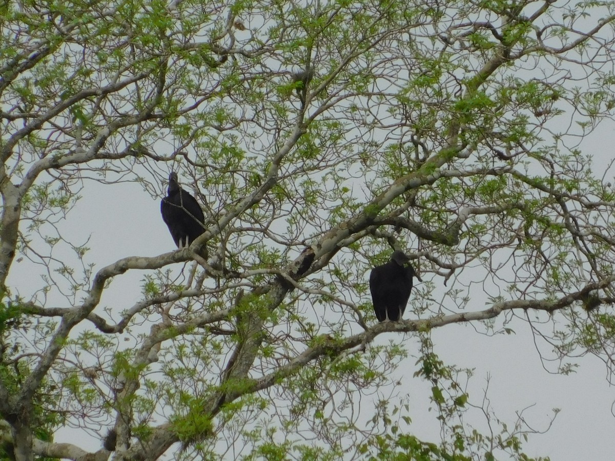 Black Vulture - ML642809816