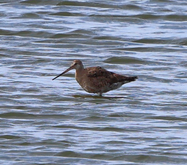 Aguja Café - ML642809841