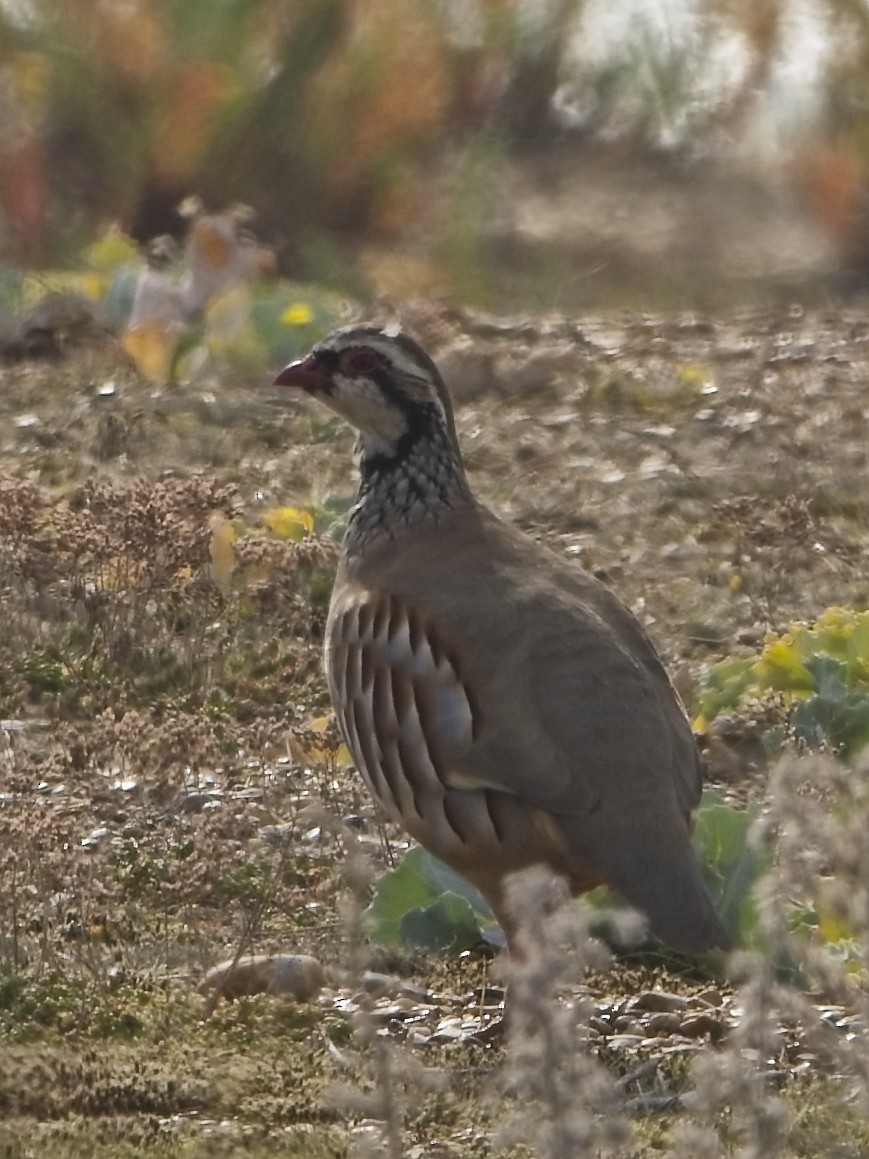 Red-legged Partridge - ML642809844